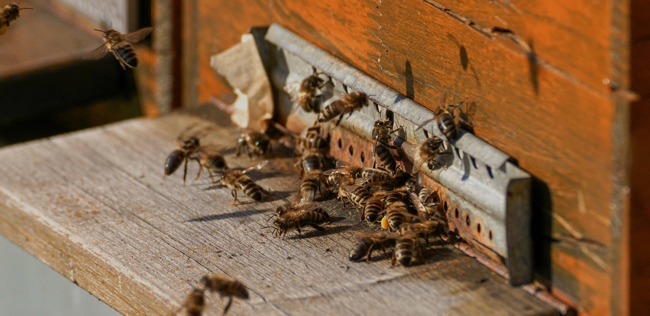 Wielkomiejscy zapylacze, czyli pszczoły na dachach