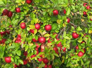 jablkaekologiczne