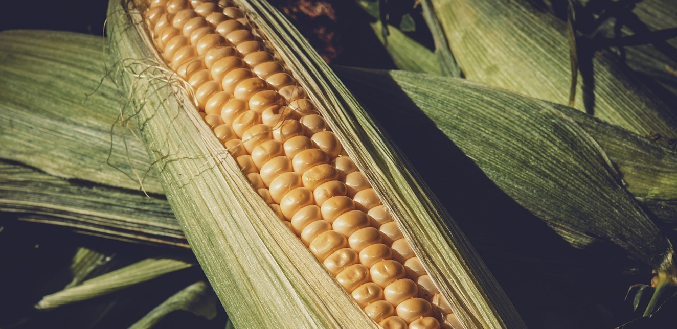 GMO - pytania i odpowiedzi