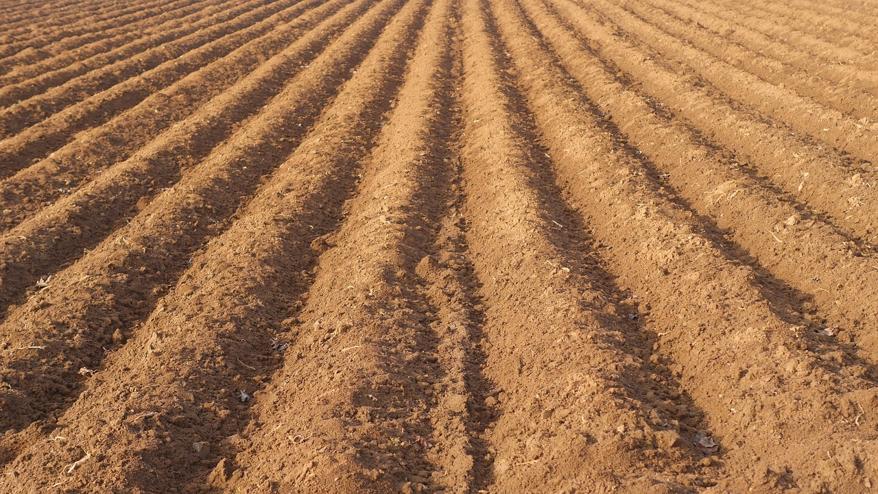 Ridge tillage – bezorkowa uprawa roli