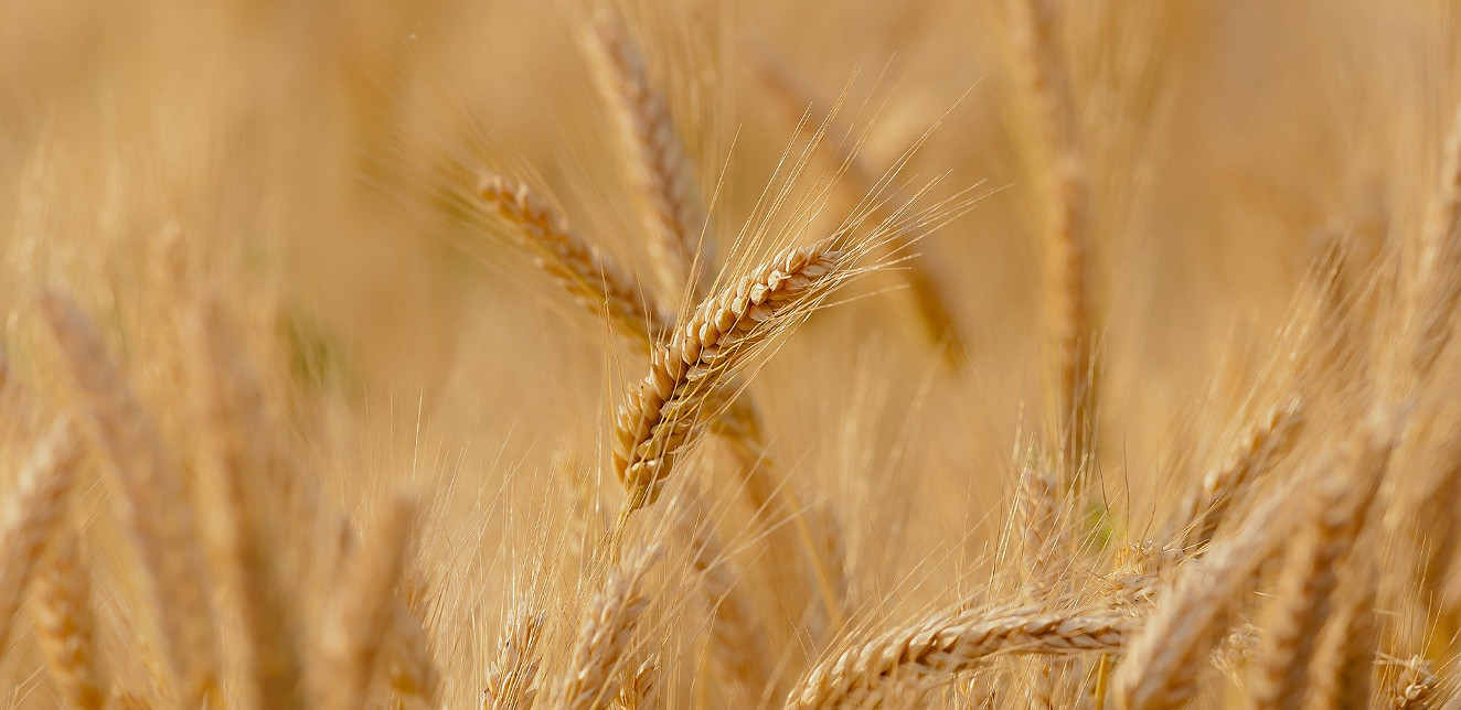 Durum, samopsza, płaskurka - druga młodość dawnych gatunków pszenicy w rolnictwie ekologicznym