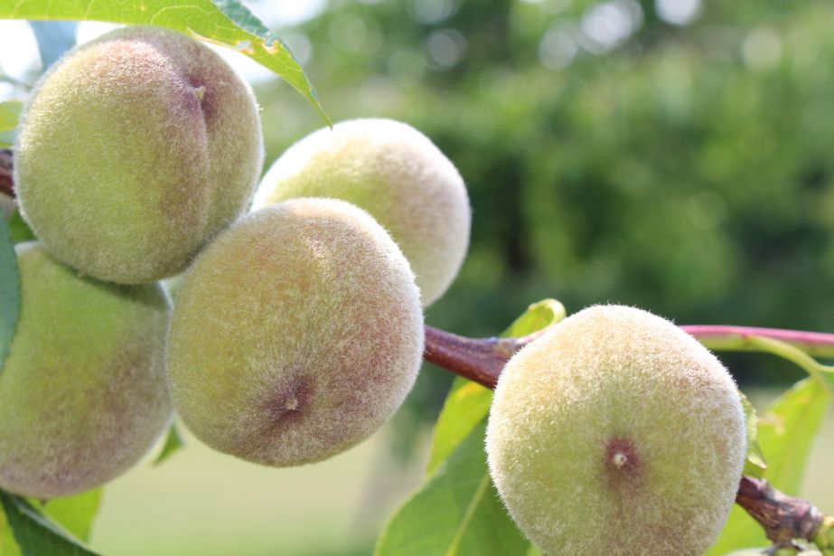 Hiszpania nadal przoduje pod względem produkcji ekologicznej