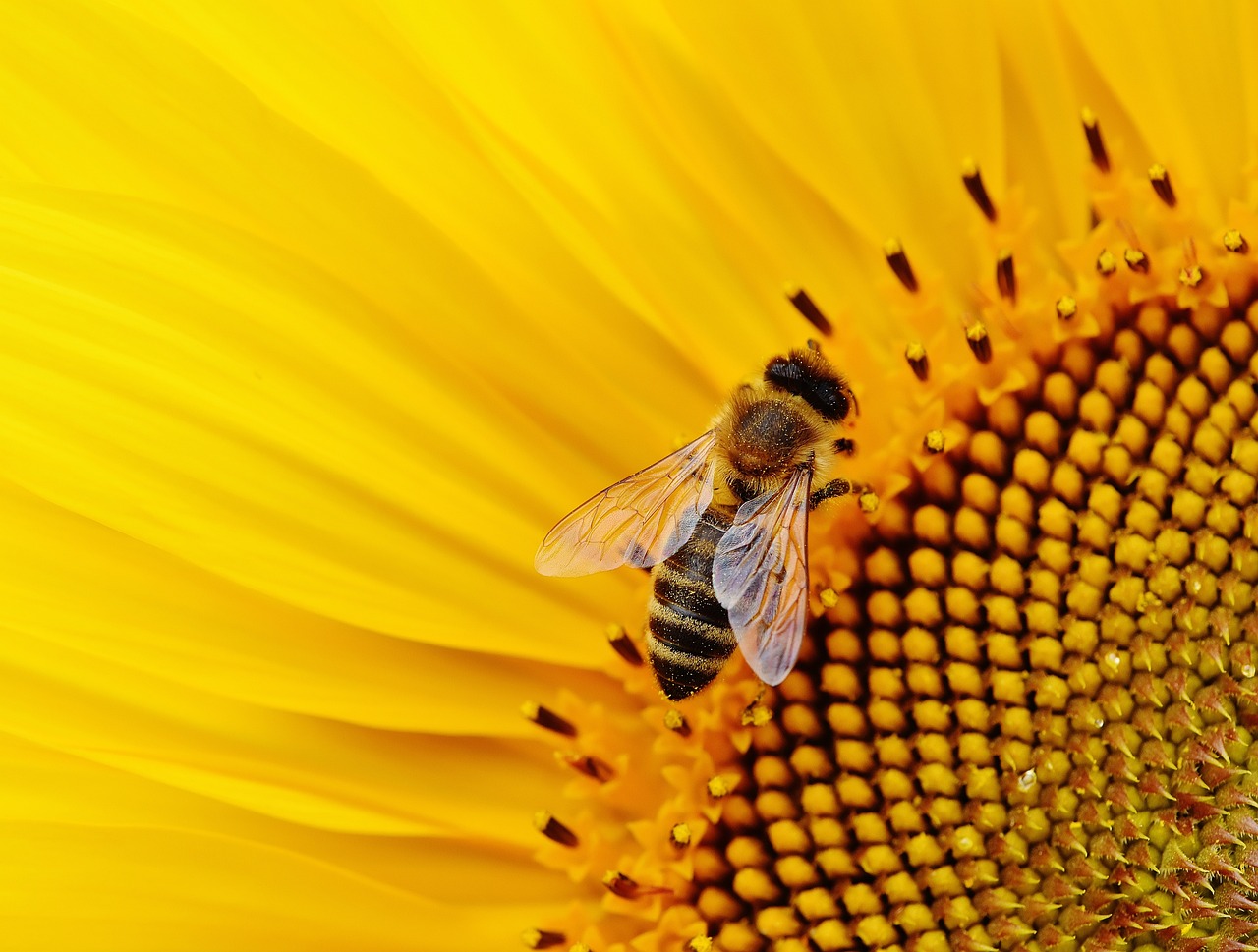 Pszczoły są coraz mniejsze. Wszystko przez zmiany klimatu