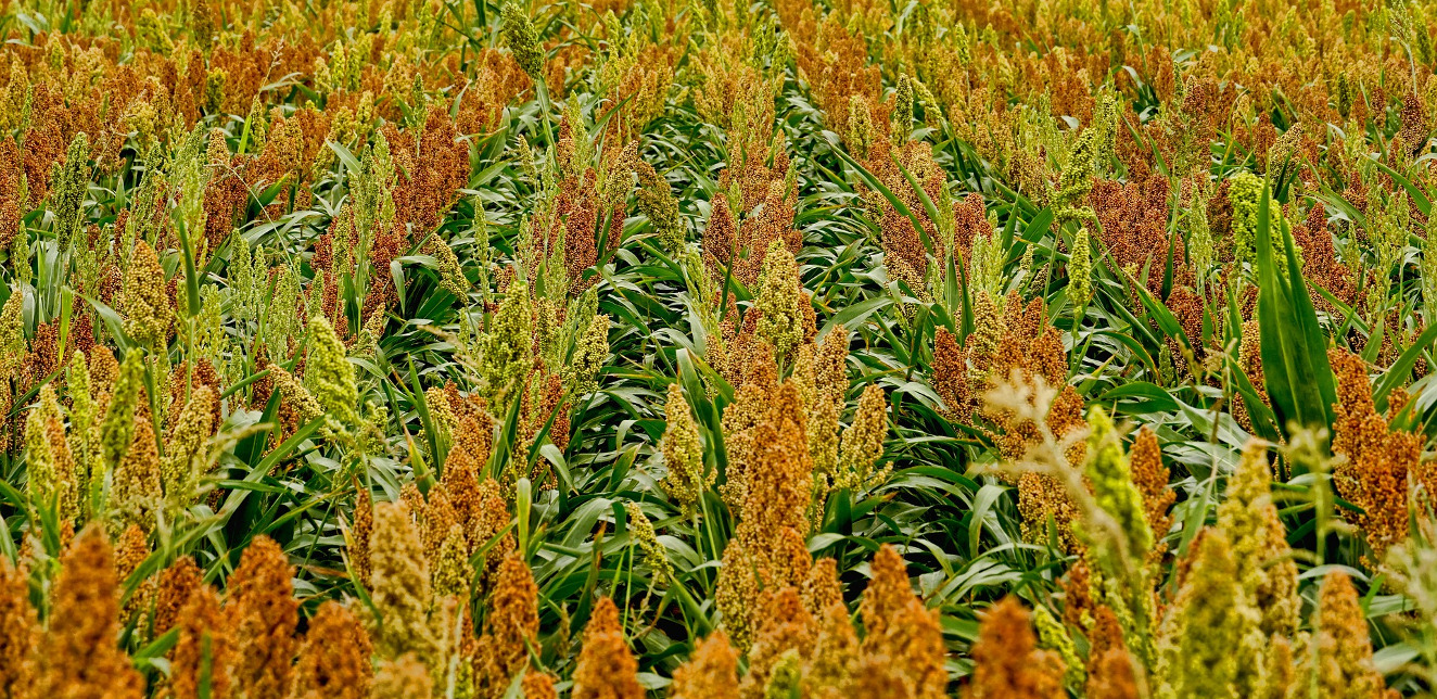 Sorgo – uprawa na miarę czasów?