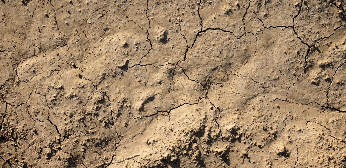 Pomoc po suszy: ARiMR wypłaciła rolnikom ok. 600 mln zł