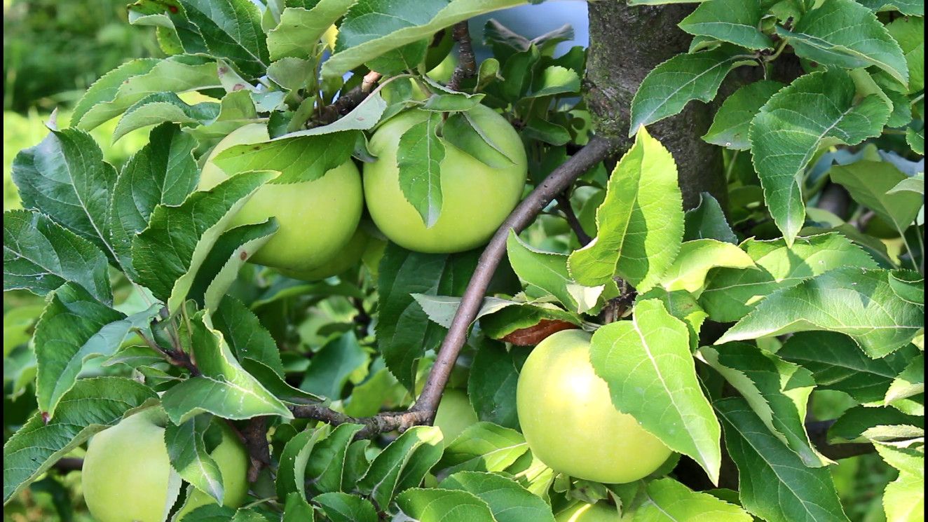 CHOPIN  – nowa parchoodporna odmiana jabłoni