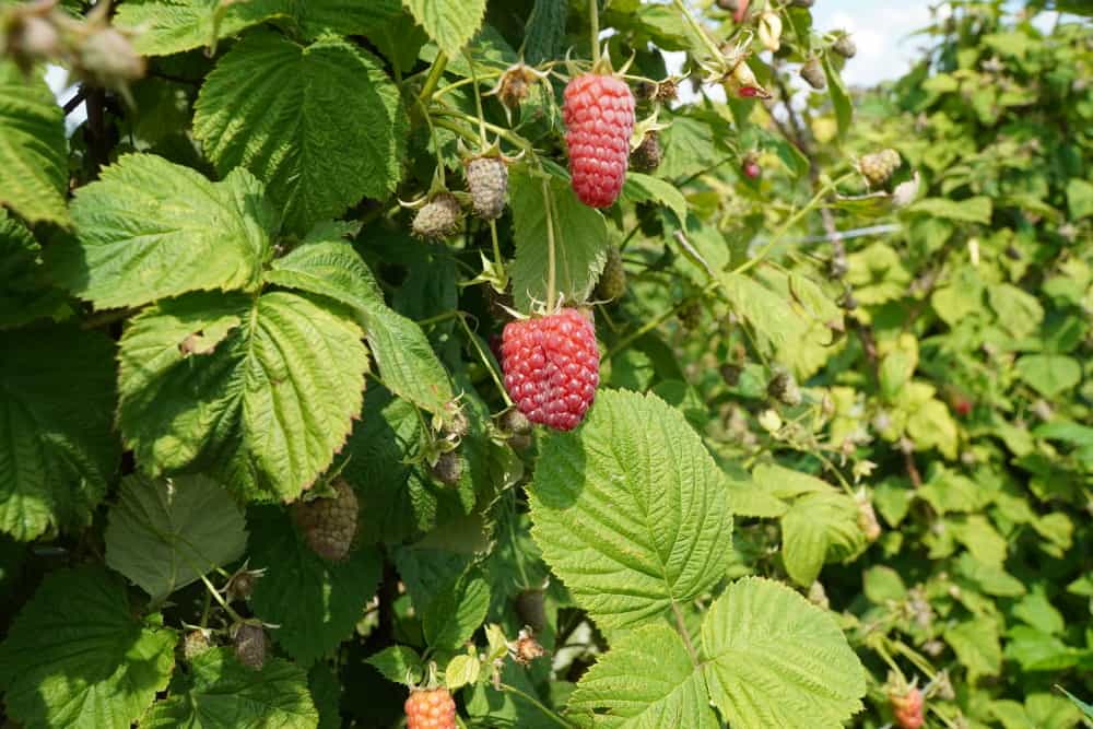 Zamieranie pędów – rozpoznanie i zwalczanie choroby