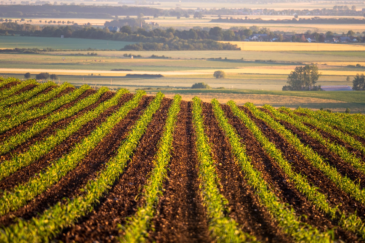 Zwalczanie chwastów kukurydzy – nowy herbicyd Principal™ Flex