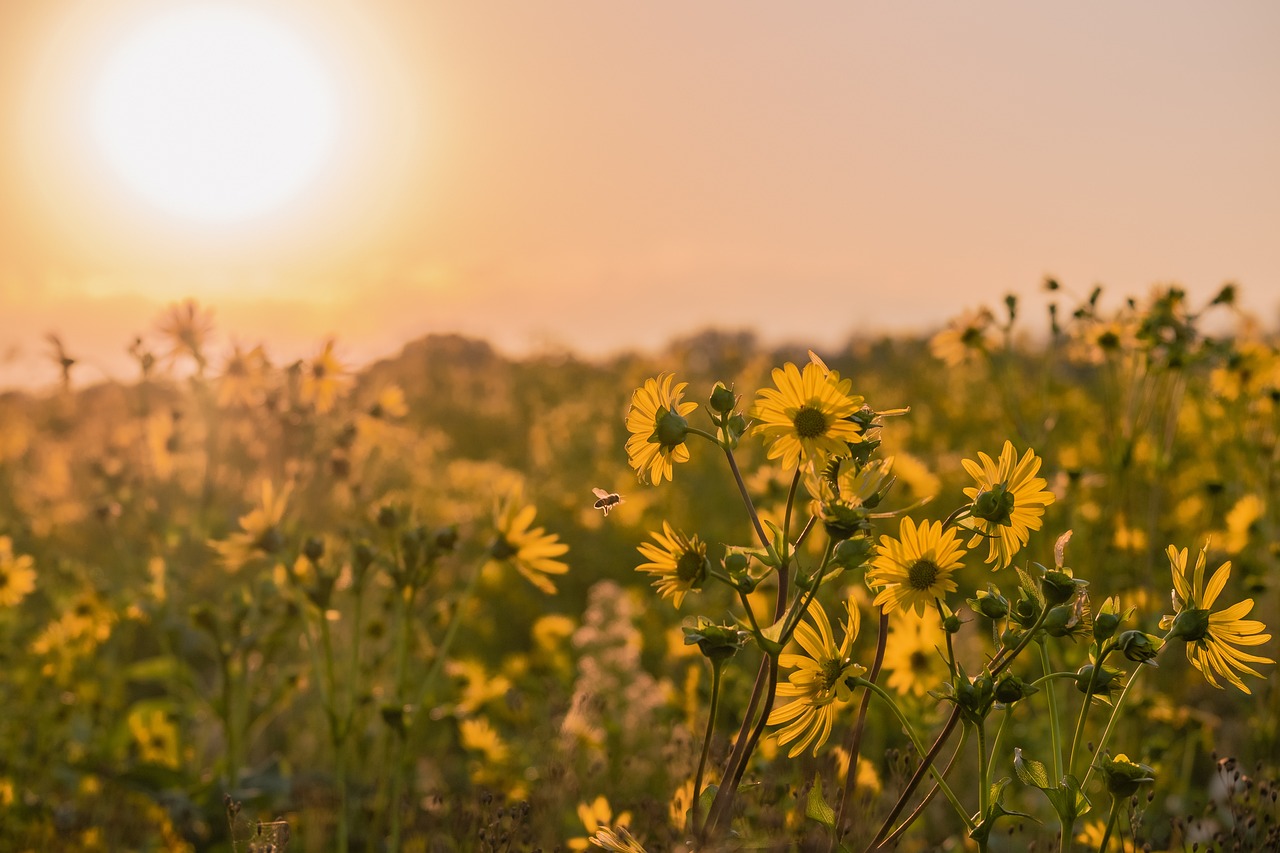 Plantacje roślin energetycznych dla biogazowni