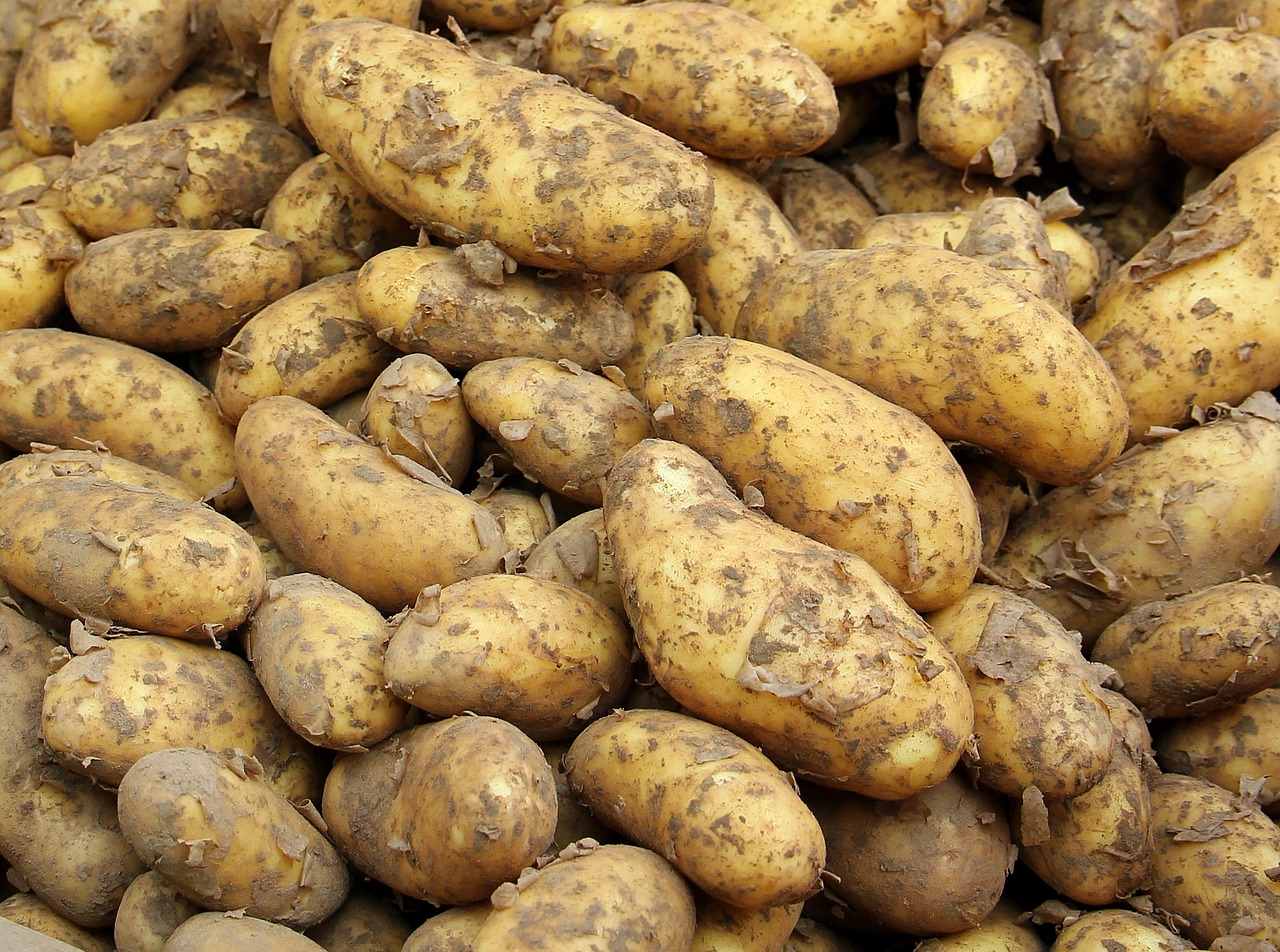 Typy ziemniaków w Twojej kuchni 