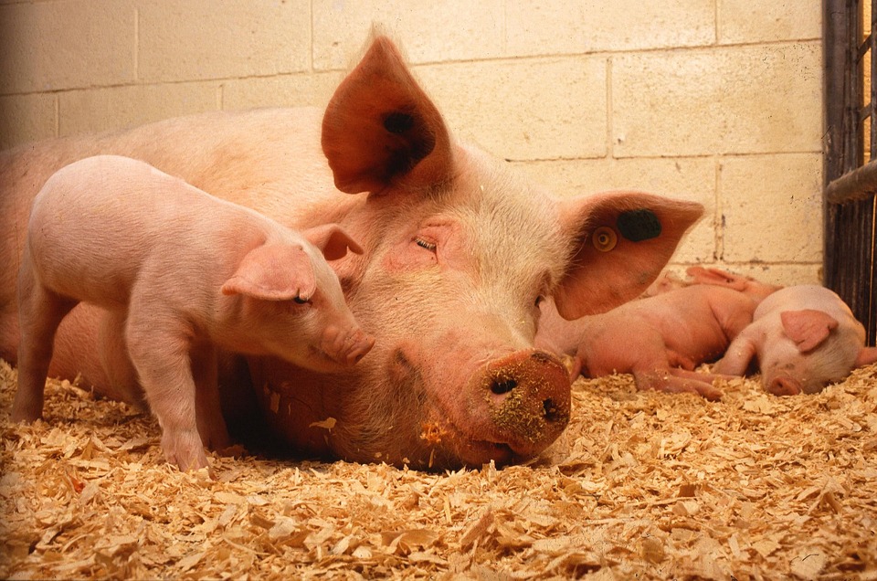 Ułatwienia w sprzedaży świń wolnych od ASF
