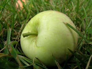 jabko na trawie
