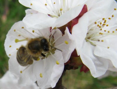 pszczola-kwiat