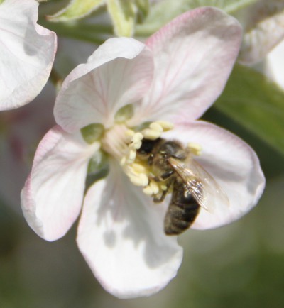 pszczola-zblizenie